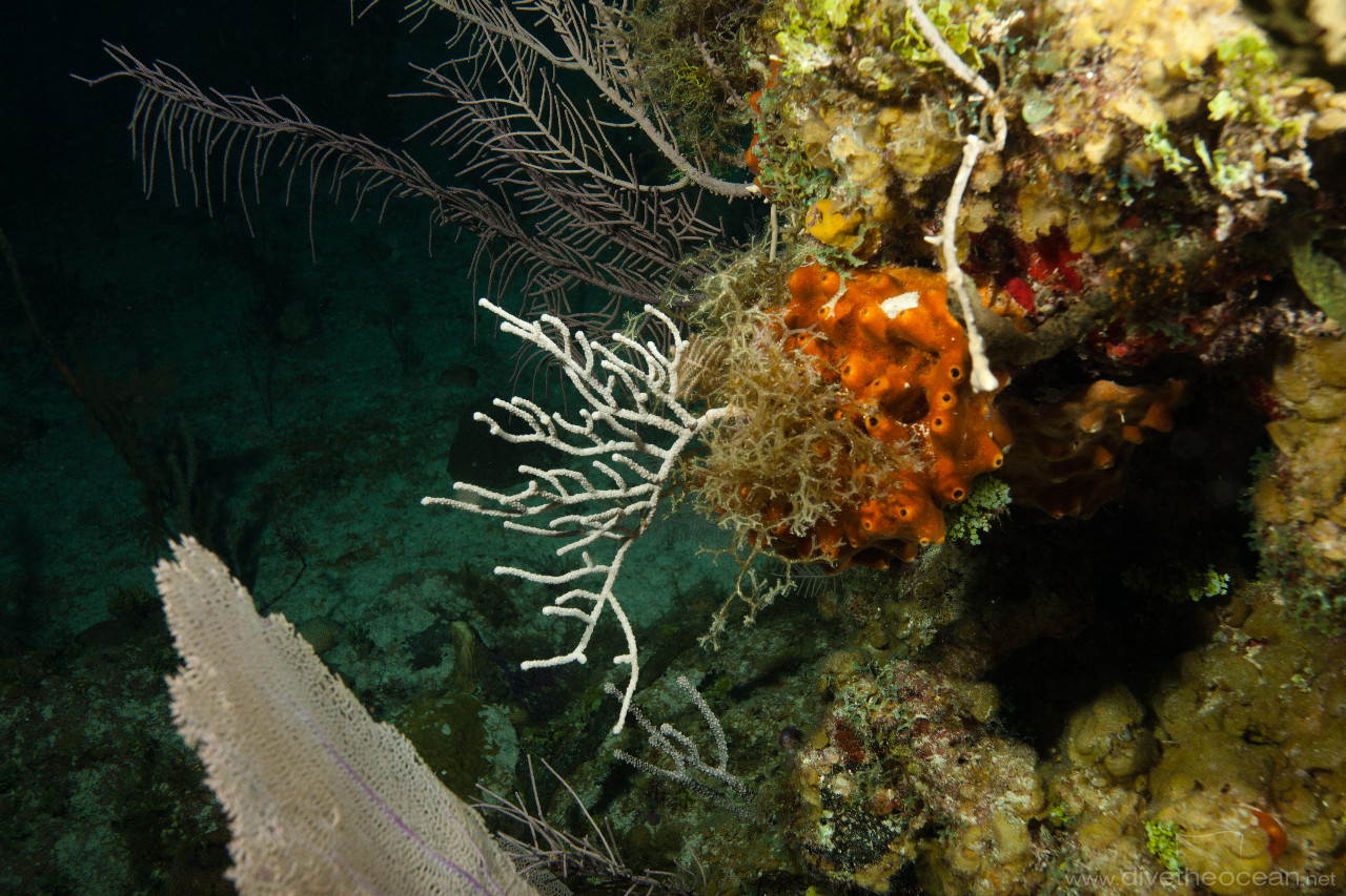 Night dive in Caribbean