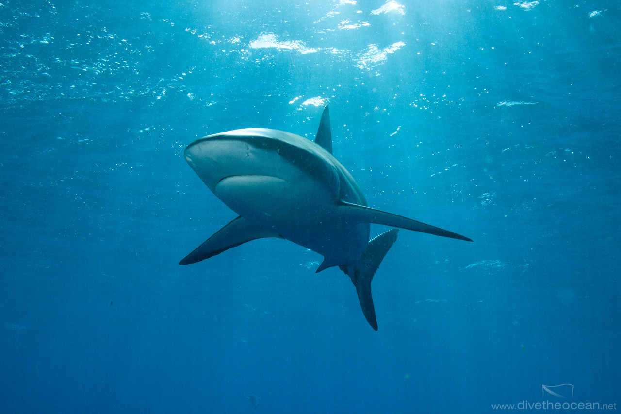 Caribbean Sharks (Carcharhinus perezii)