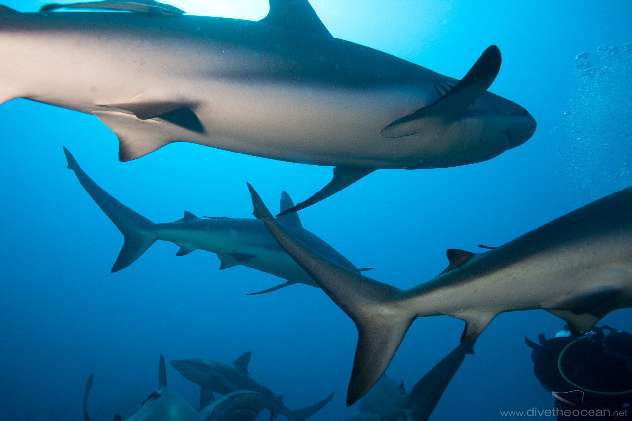 Caribbean Sharks (Carcharhinus perezii)