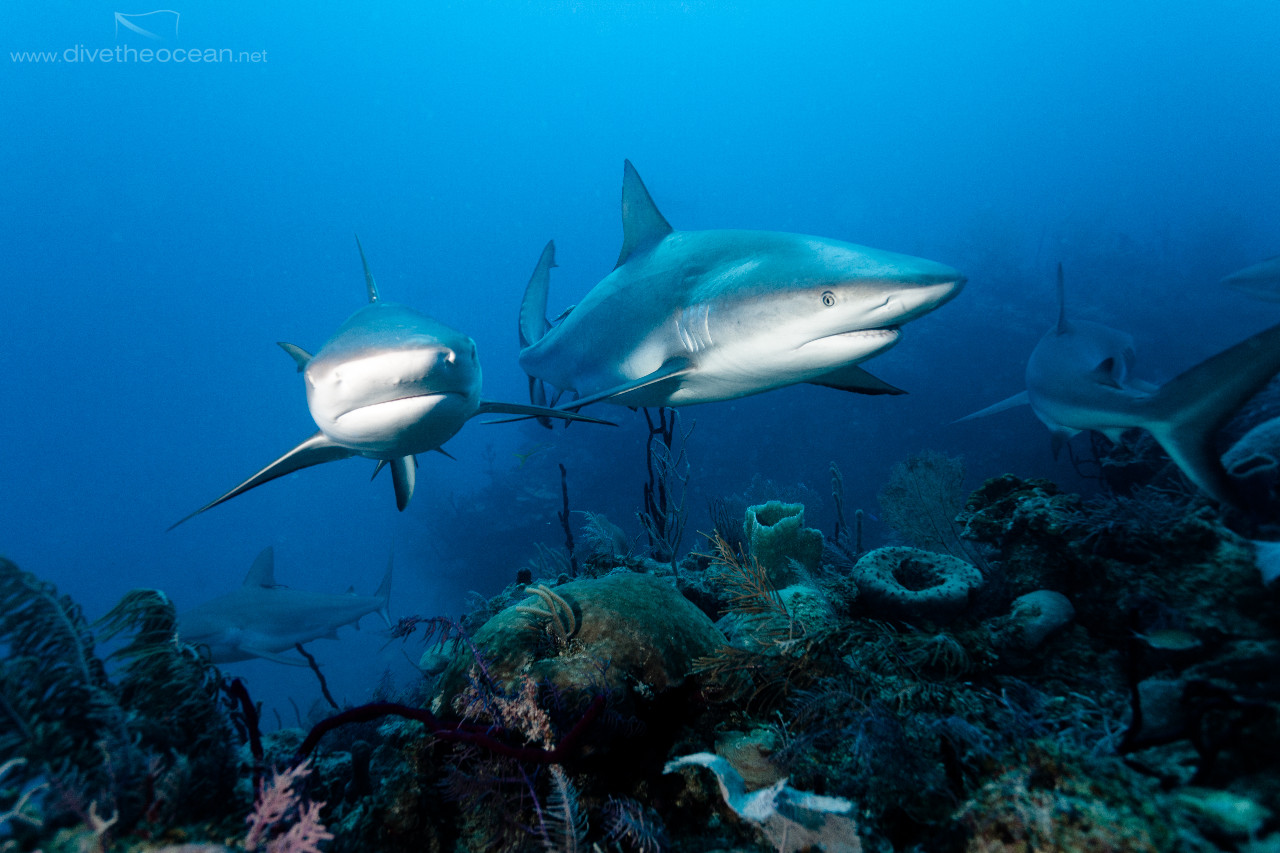 Caribbean Sharks (Carcharhinus perezii)