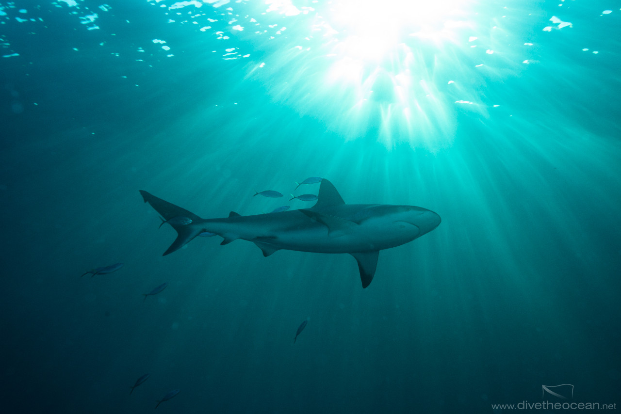 Caribbean Shark (Carcharhinus perezii) in sun rays