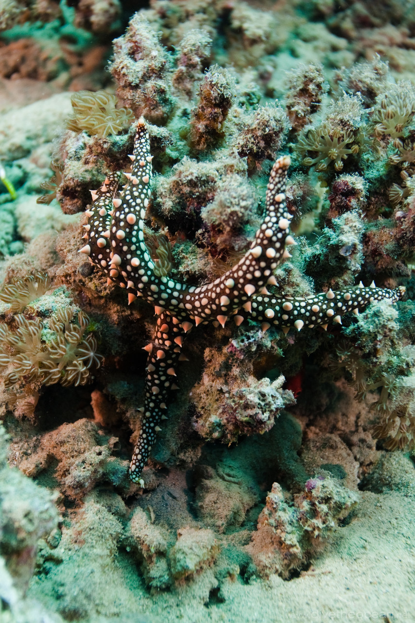 Thorny sea star (Fromia nodosa)