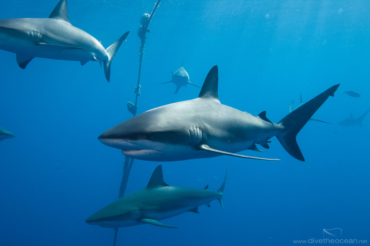 Caribbean Sharks (Carcharhinus perezii)