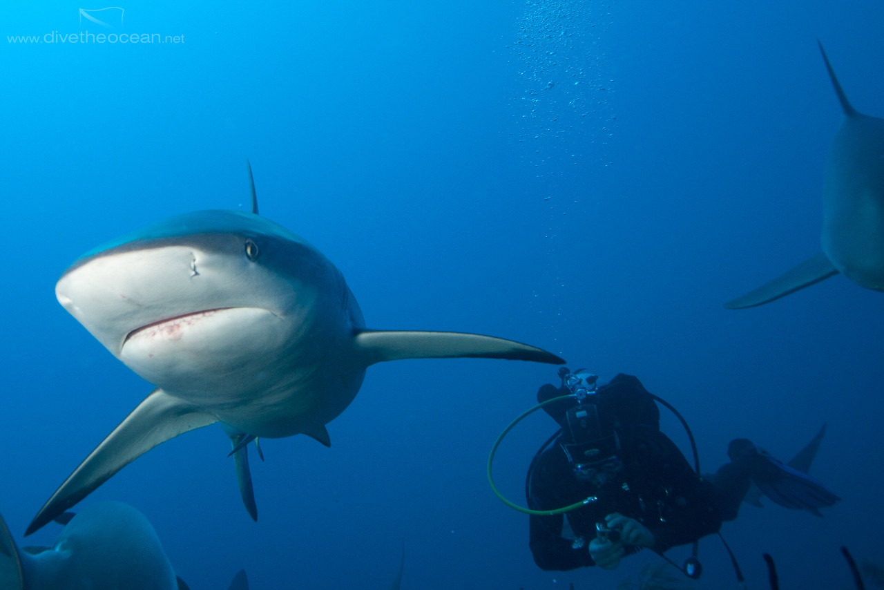 filming Caribbean Sharks