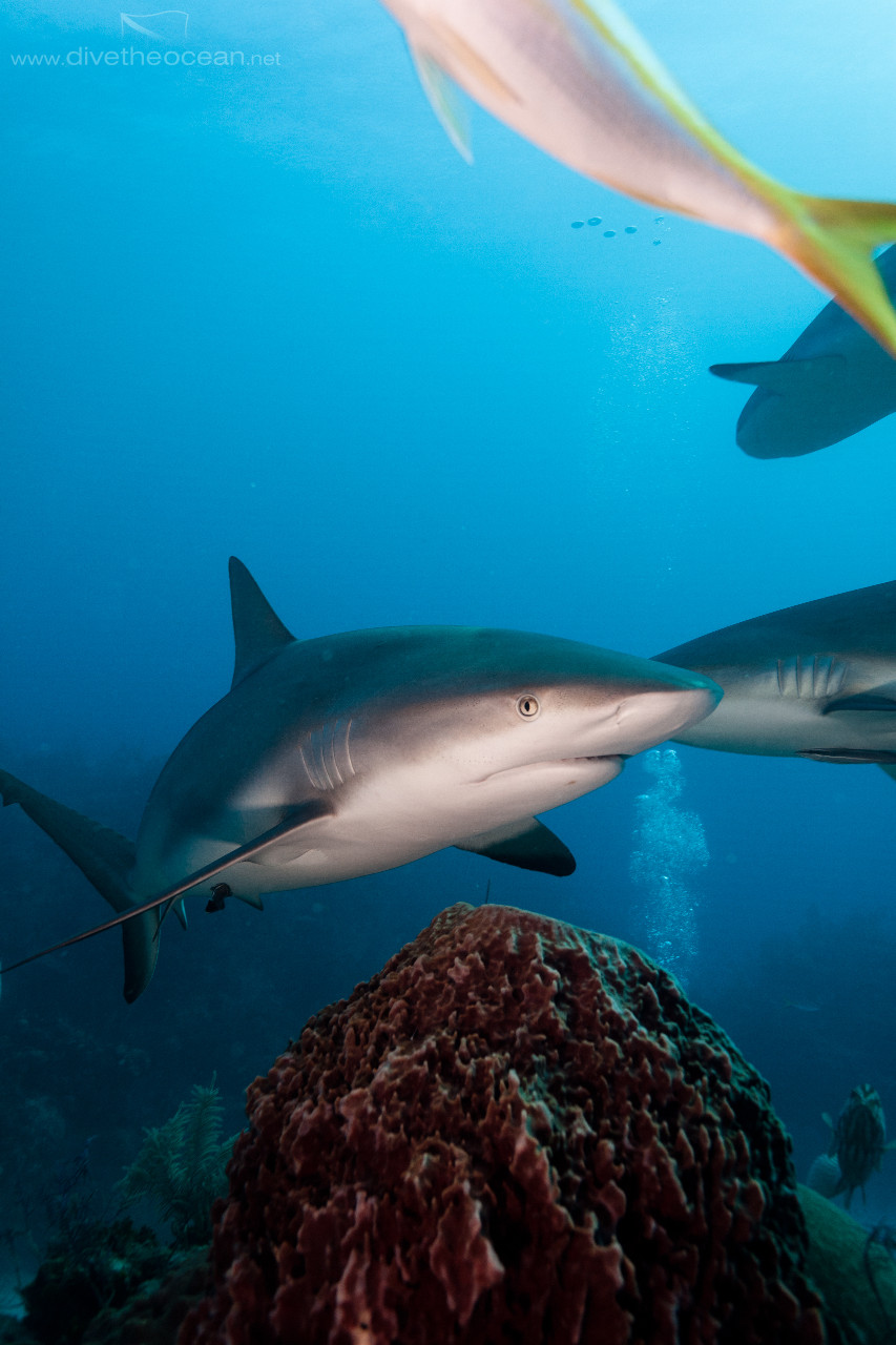 Caribbean Shark (Carcharhinus perezii)