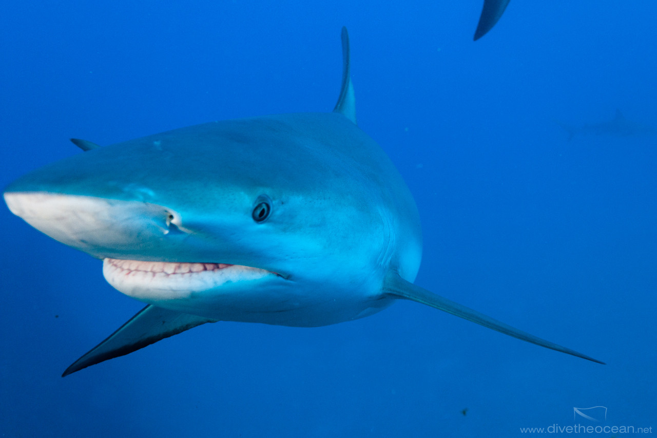 Caribbean Shark's (Carcharhinus perezii) teeth