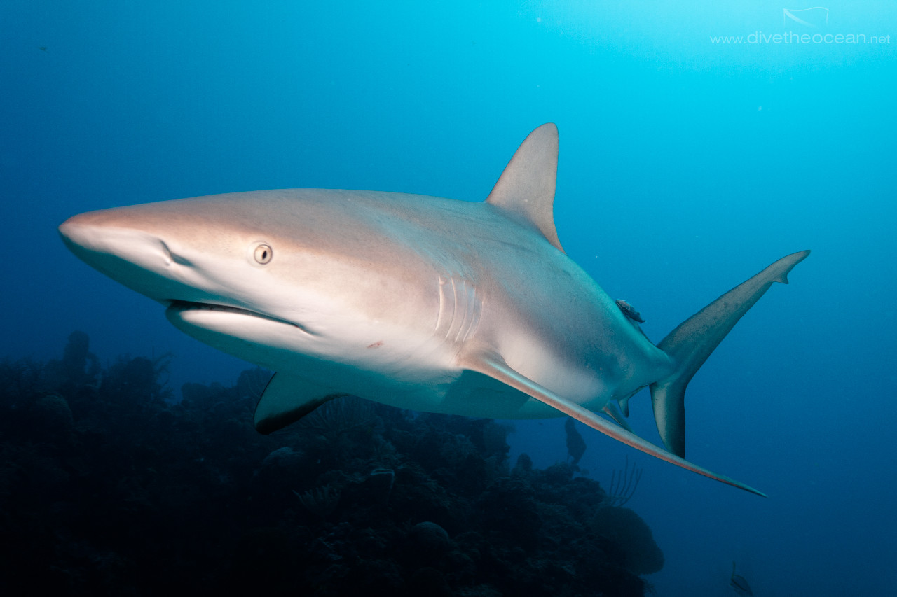 Caribbean Shark (Carcharhinus perezii)