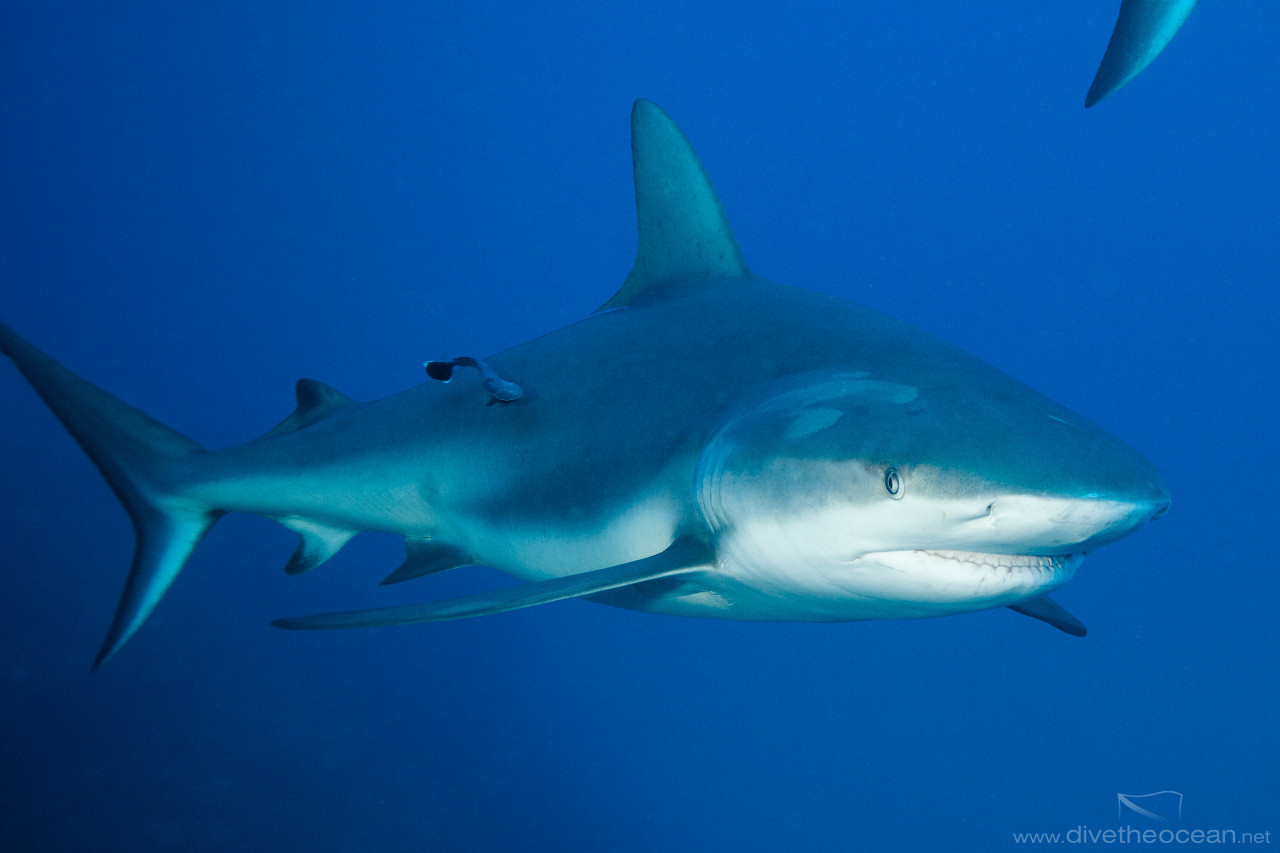 Caribbean Shark (Carcharhinus perezii)