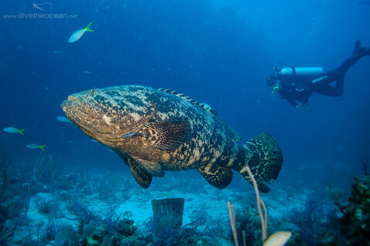 Malabar grouper (Epinephelus malabaricus)