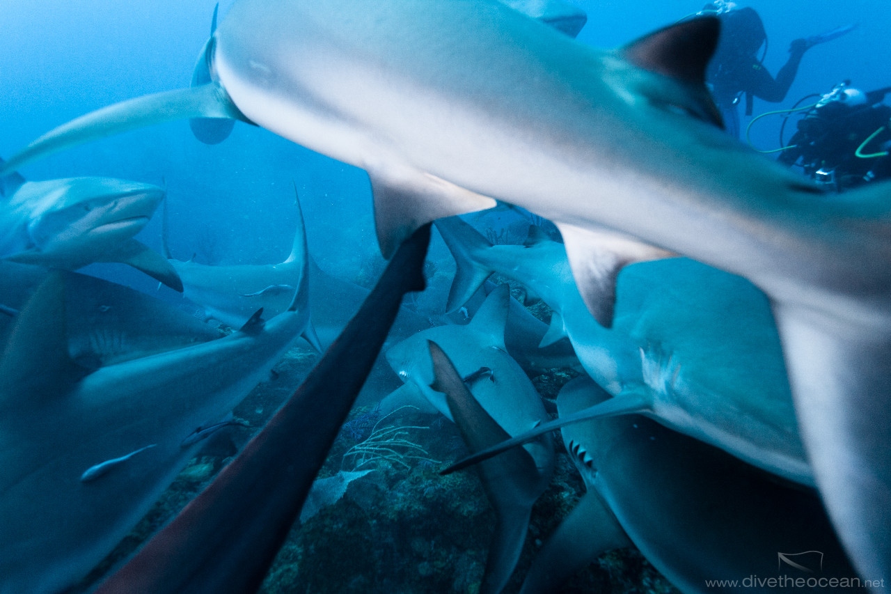 Caribbean Shark's soup