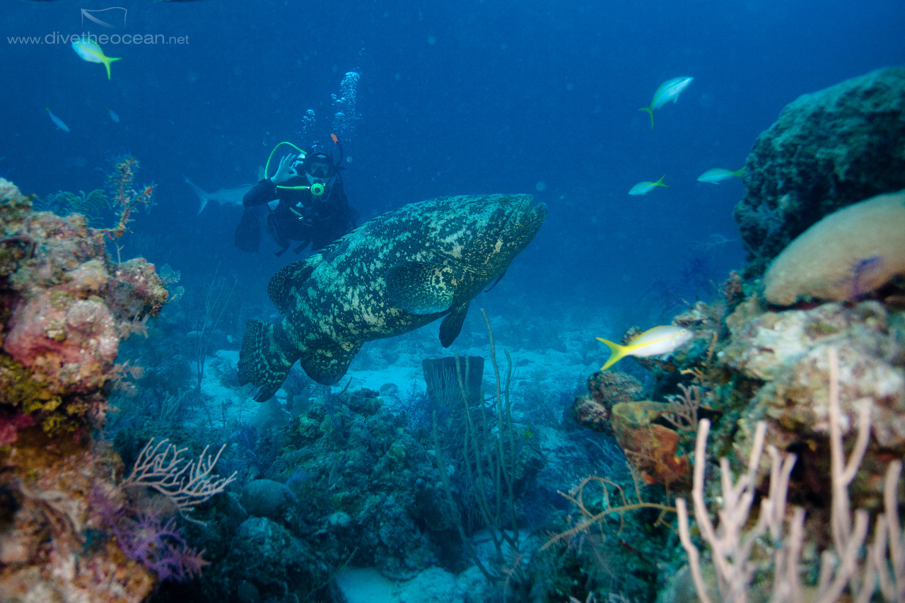 Malabar grouper (Epinephelus malabaricus)