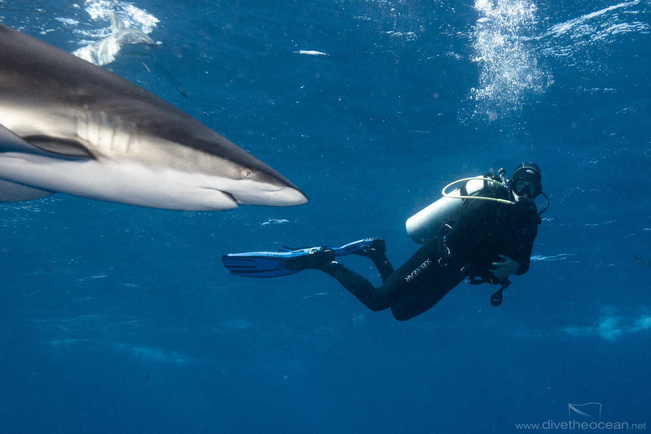 Diving with Silky Sharks