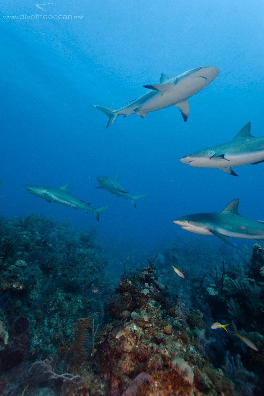 Caribbean Sharks (Carcharhinus perezii)