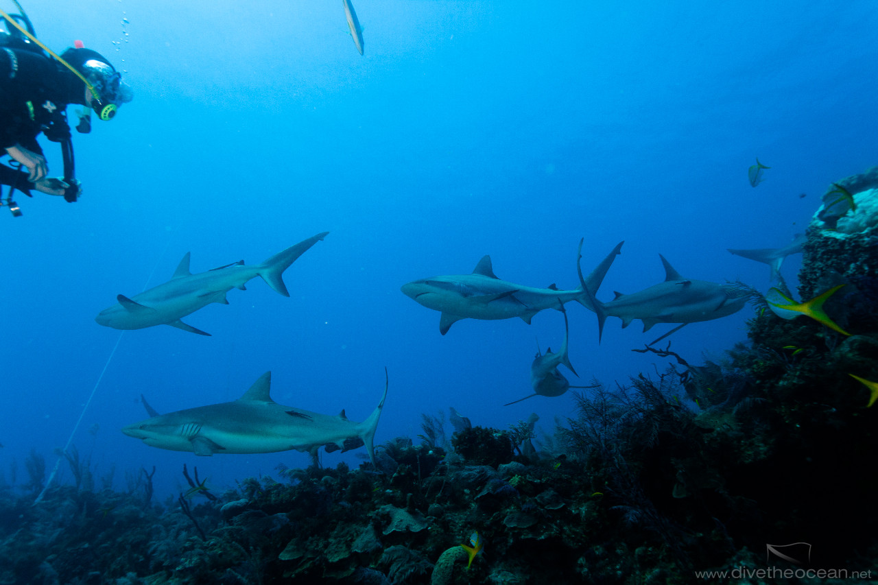 Diving with Caribbean Sharks