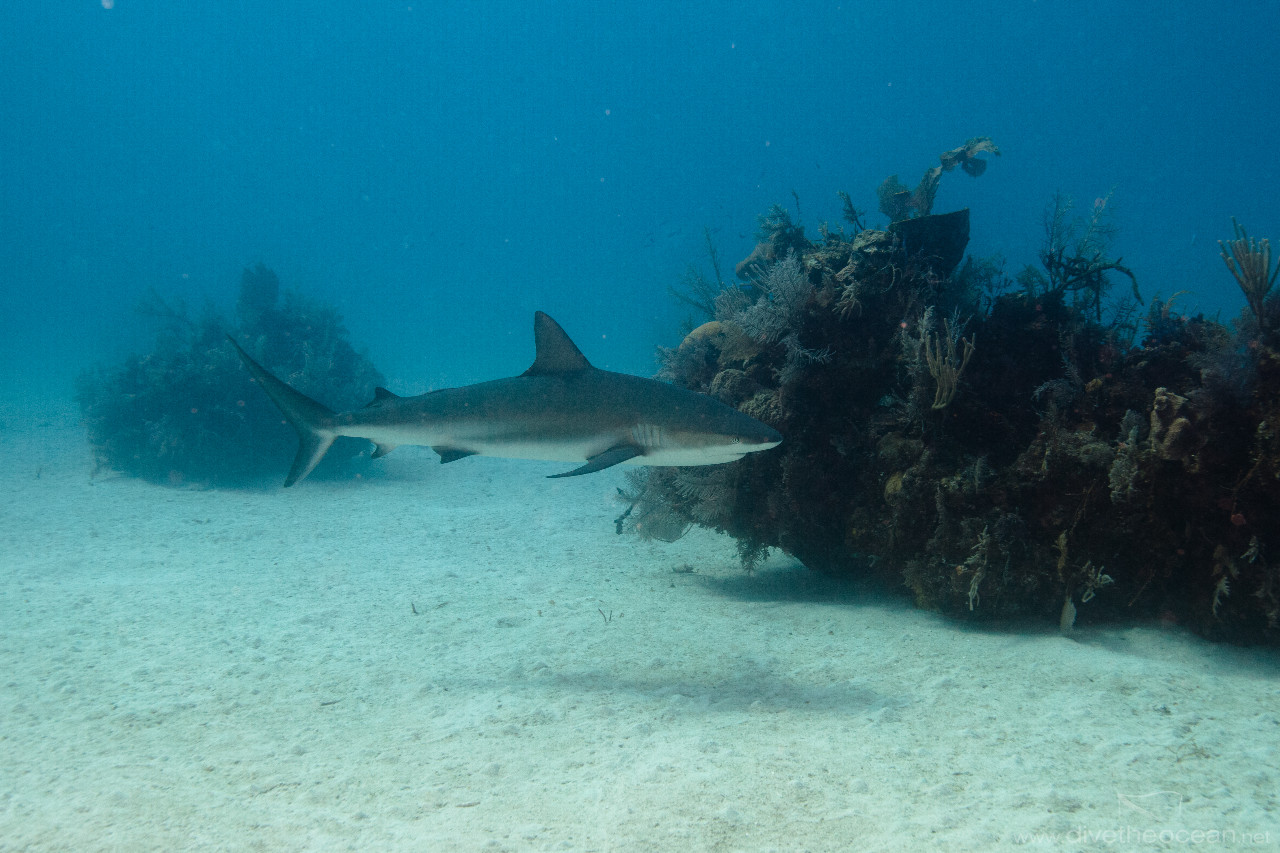 Caribbean Shark (Carcharhinus perezii)