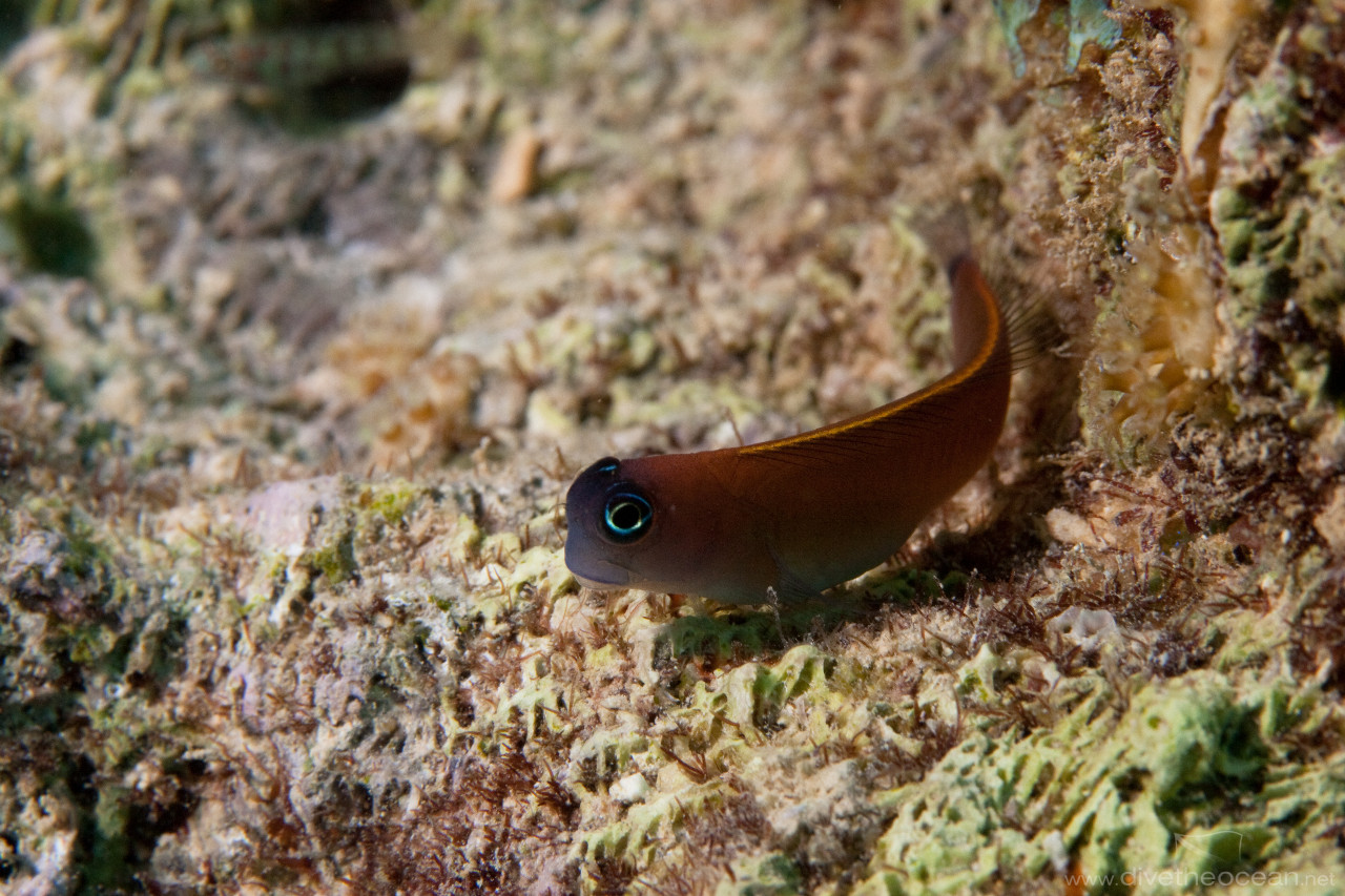 Chestnut blenny (Cirripectes castaneus)