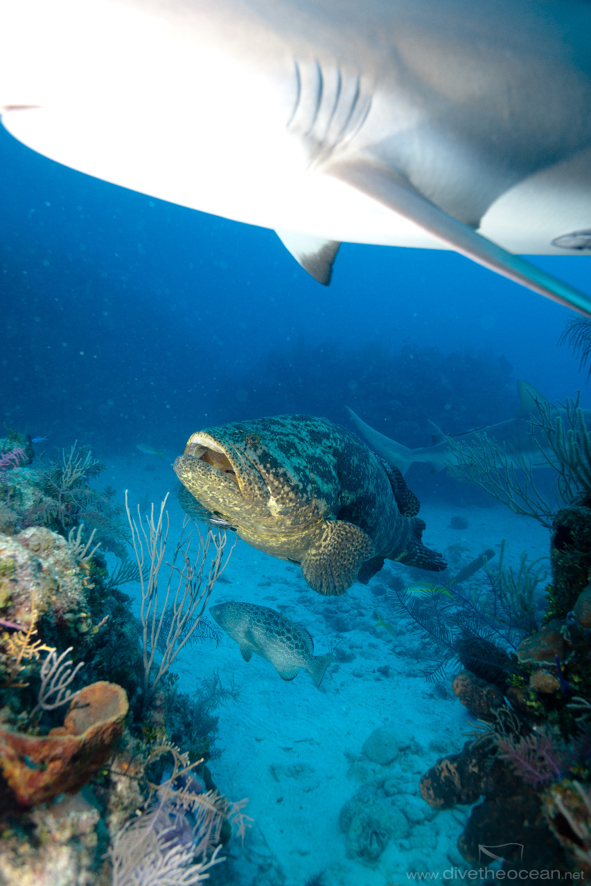 Malabar grouper (Epinephelus malabaricus) with Sharks