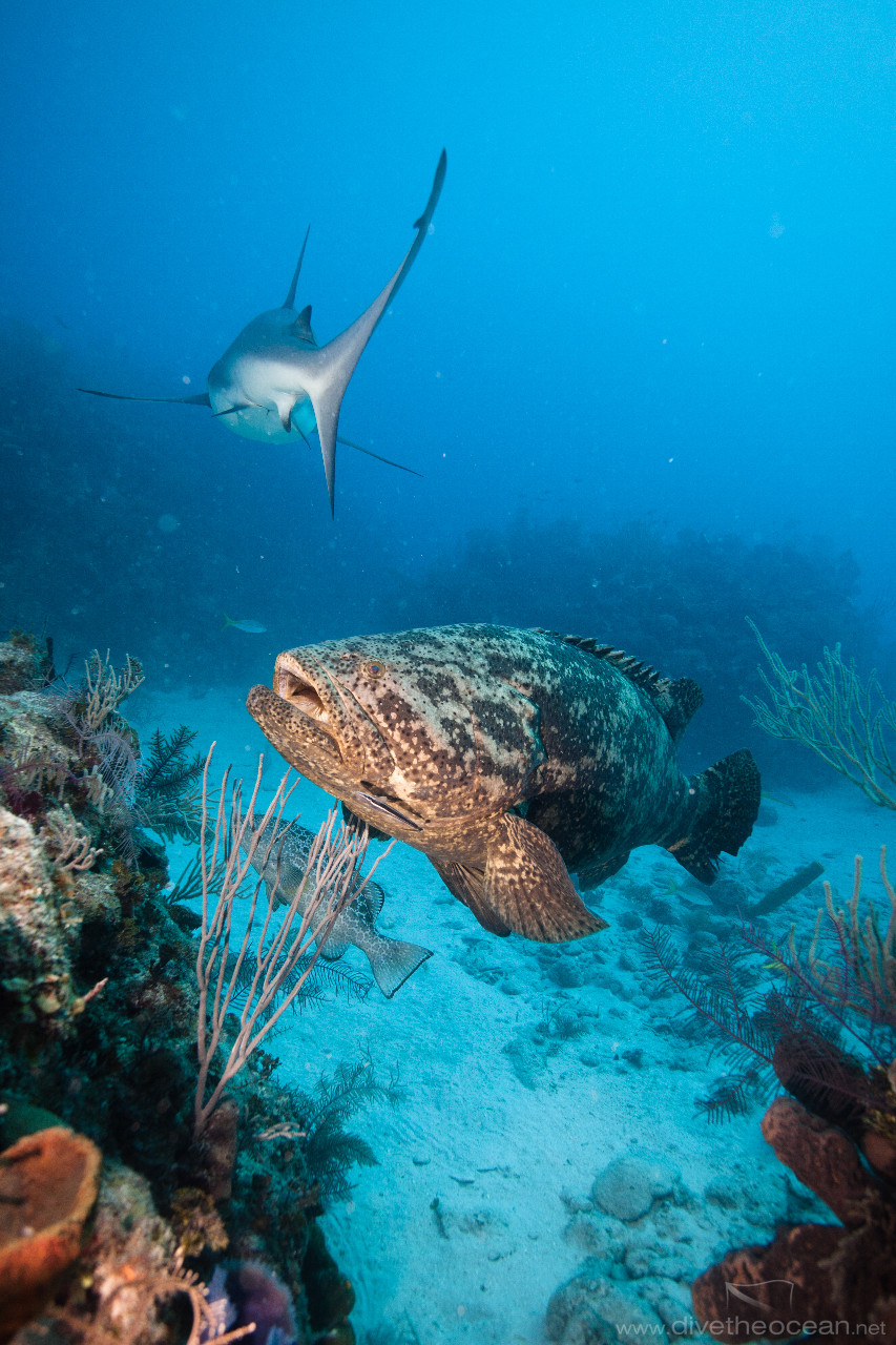Malabar grouper (Epinephelus malabaricus) with Sharks