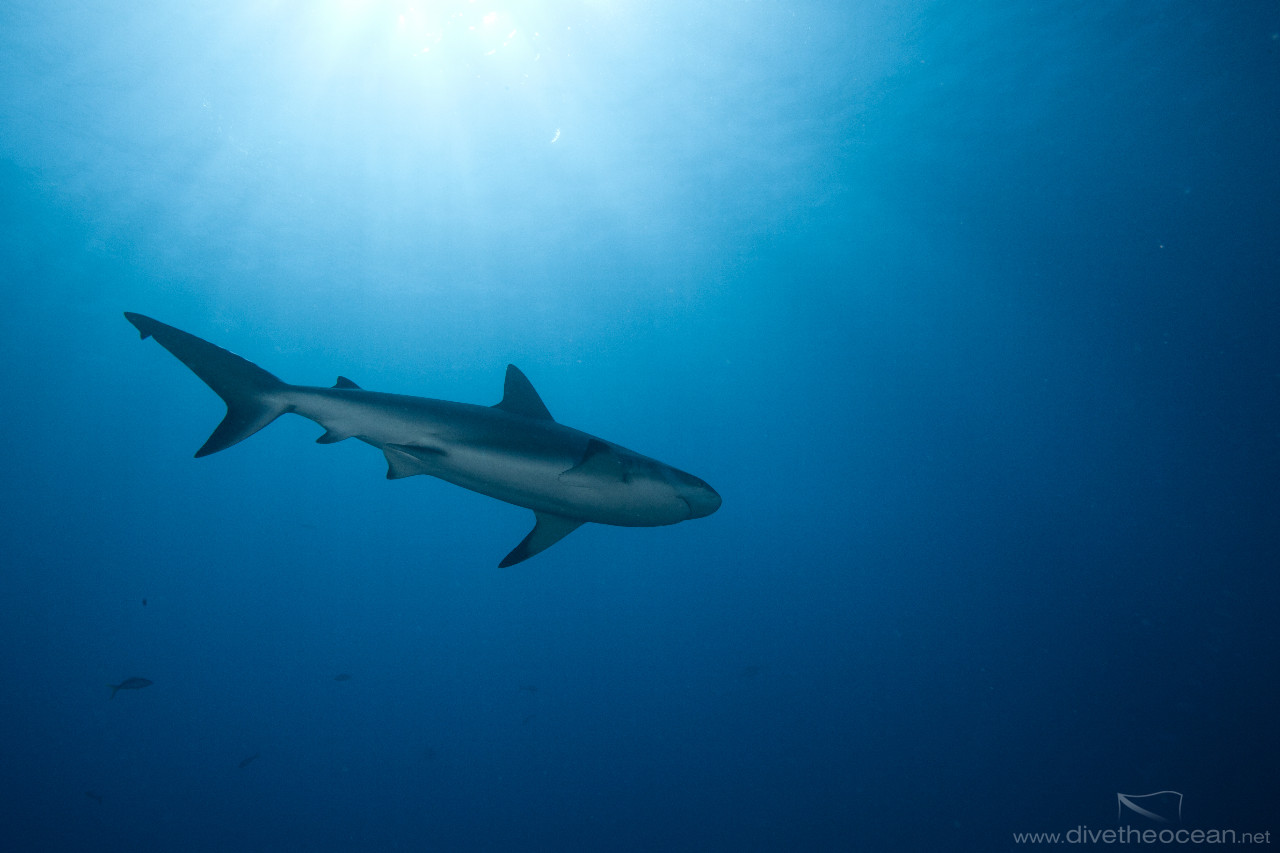 Caribbean Shark (Carcharhinus perezii)