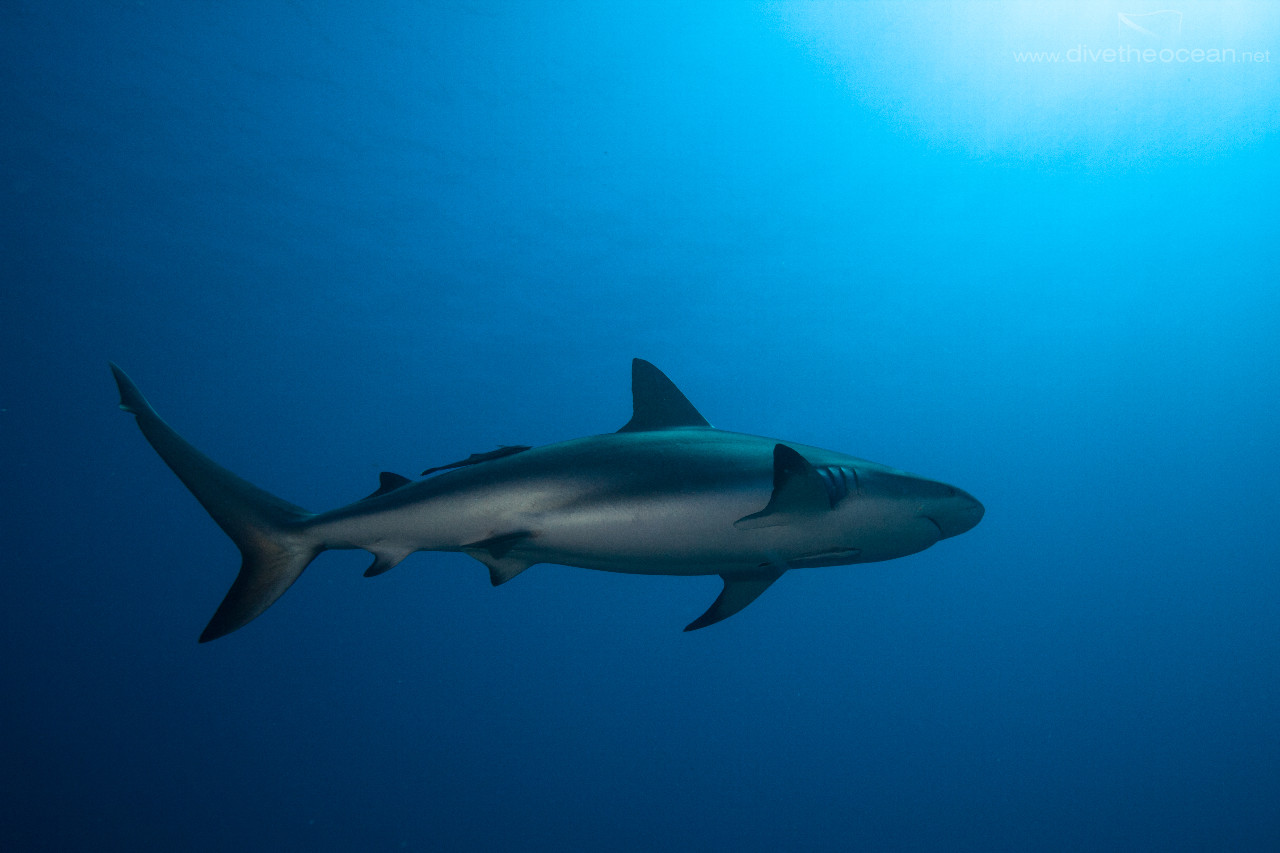 Caribbean Shark (Carcharhinus perezii)