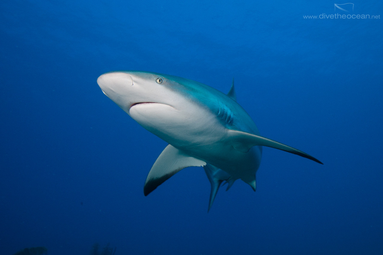 Caribbean Shark (Carcharhinus perezii)