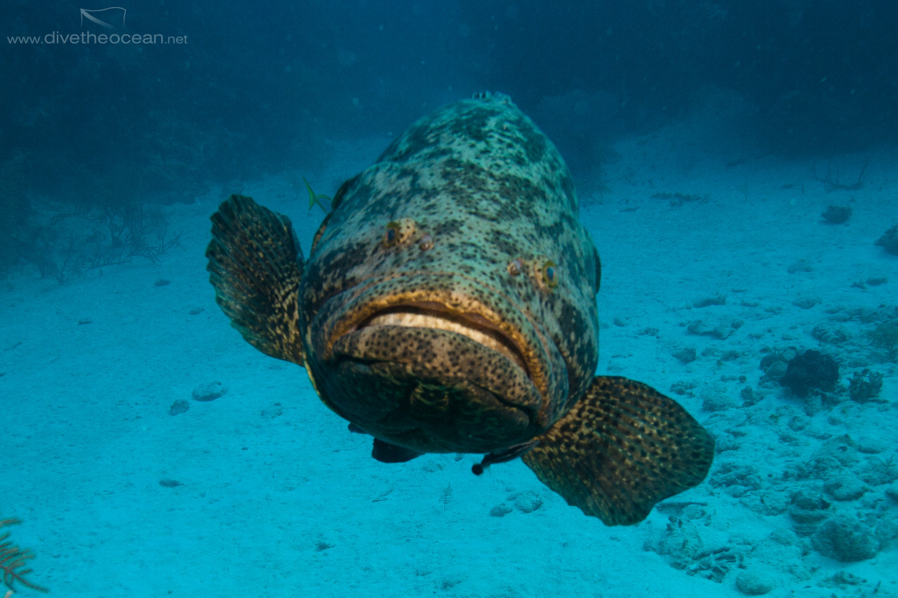 Malabar grouper (Epinephelus malabaricus)