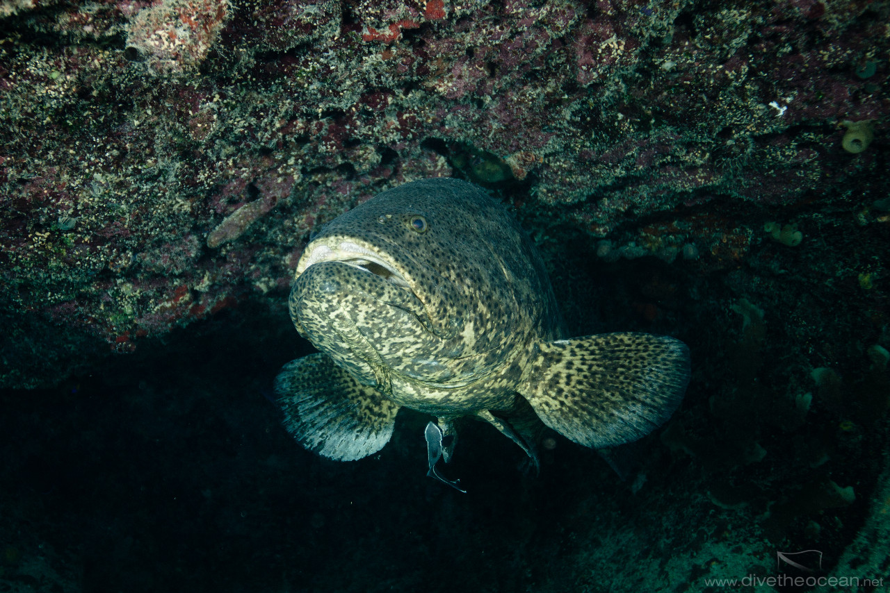 Malabar grouper (Epinephelus malabaricus)