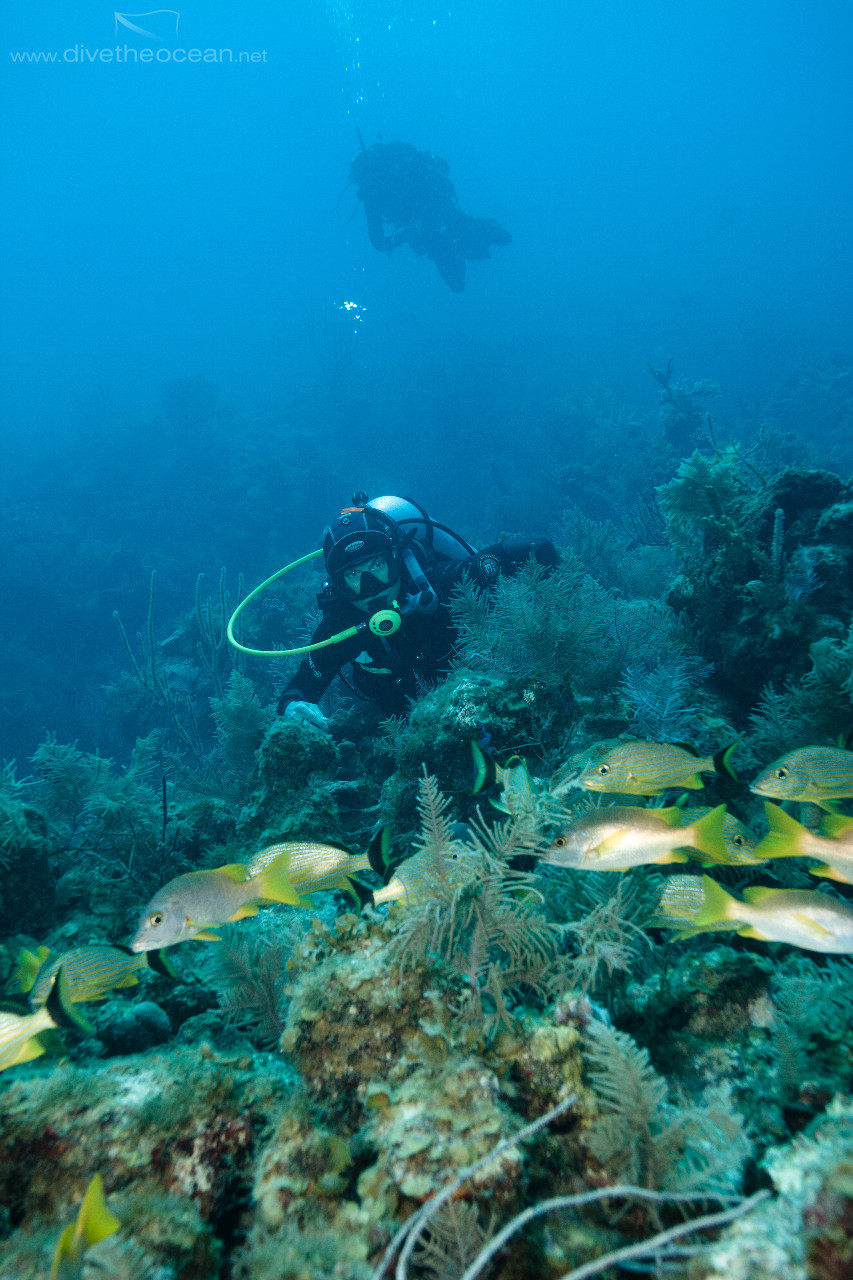 Diving in Caribbean