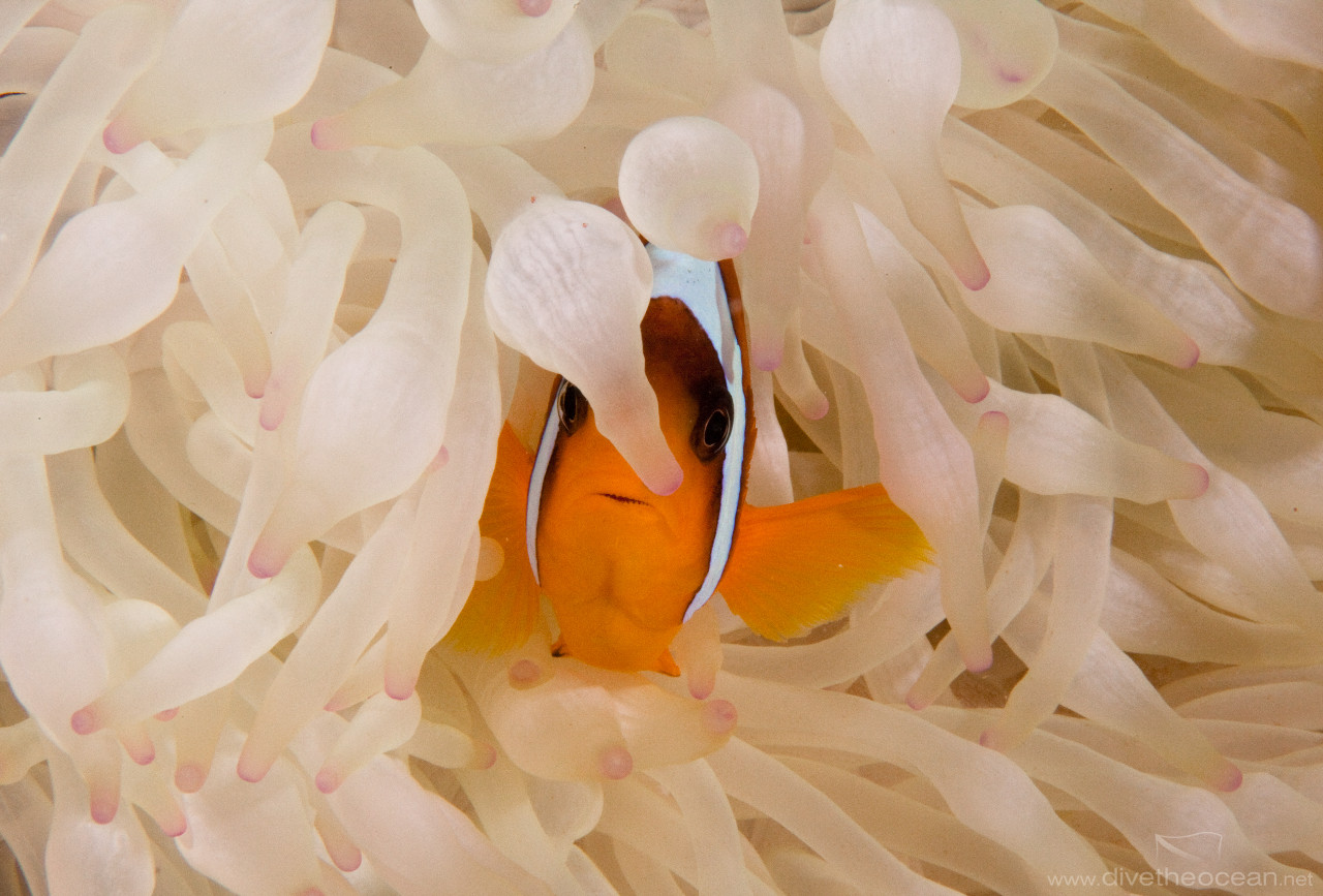 Buble anemone & Red Sea anemonfish (Amphiprion bicinctus)
