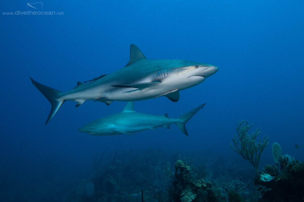 Caribbean Sharks (Carcharhinus perezii)