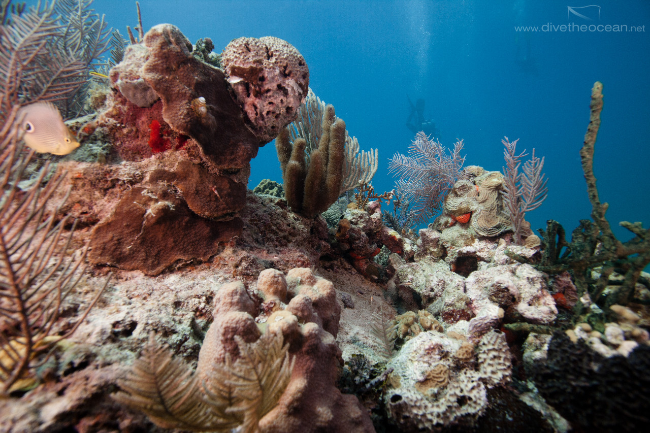 Caribbean coral reef