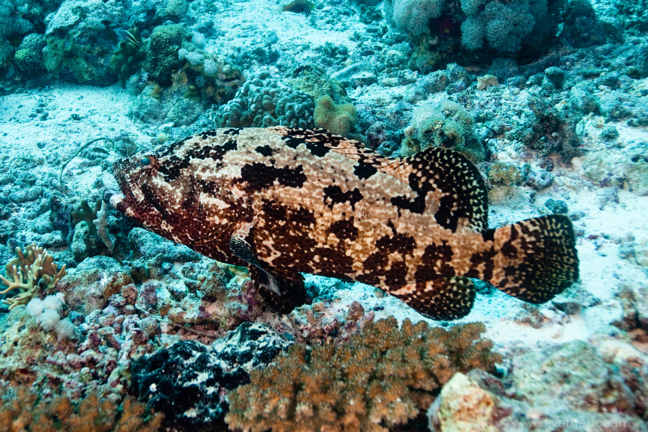 Malabar grouper (Epinephelus malabaricus)