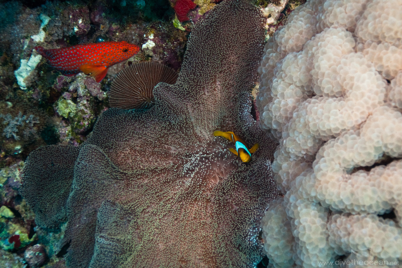 Anemonefish & anemone next to Buble coral (Plerogyra sinuosa)