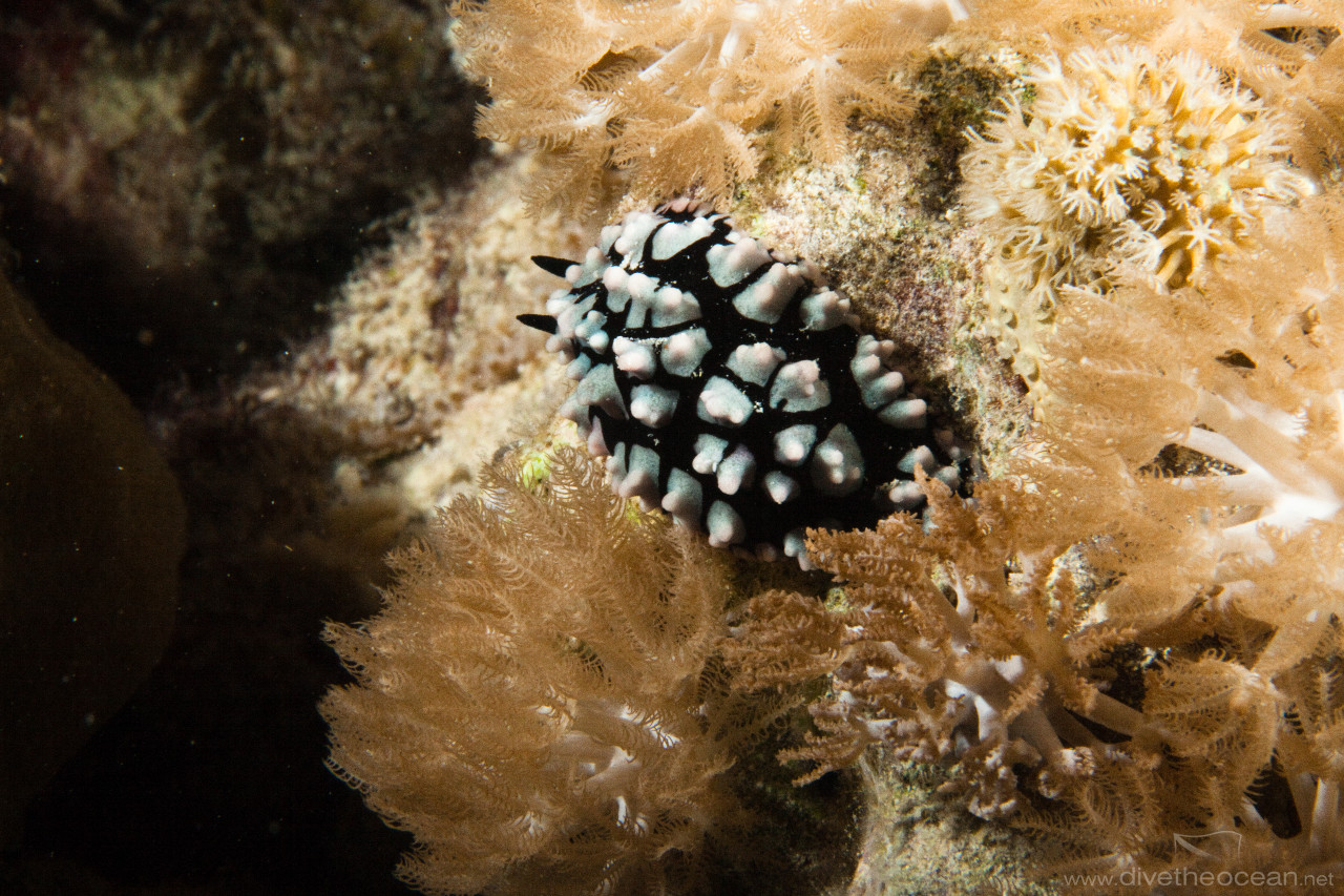 Pustulose wart slug (Phylidiella pustulosa)