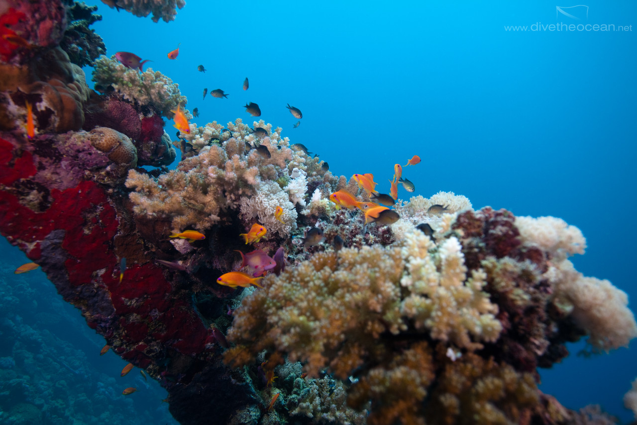 Life on Umbria wreck - Sudan