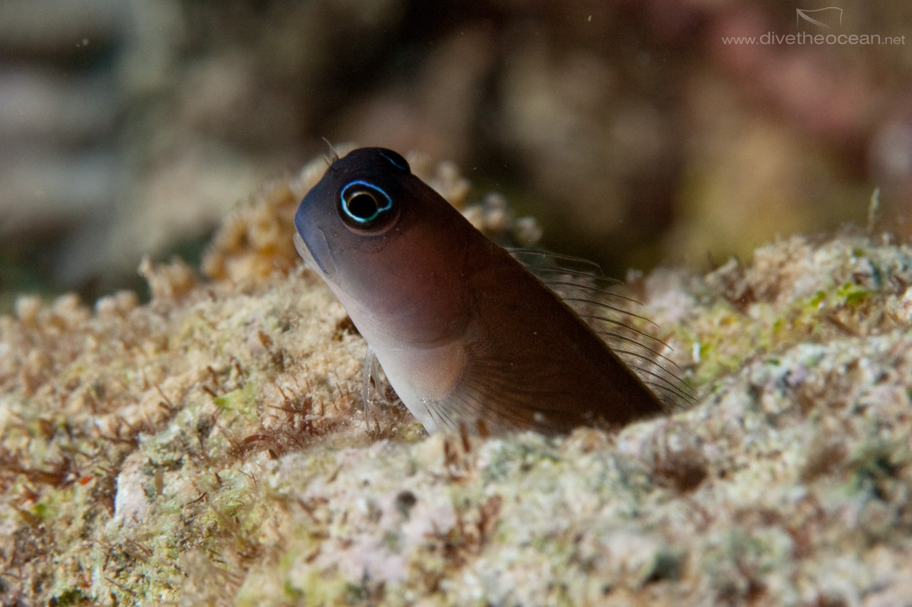 Chestnut blenny (Cirripectes castaneus)