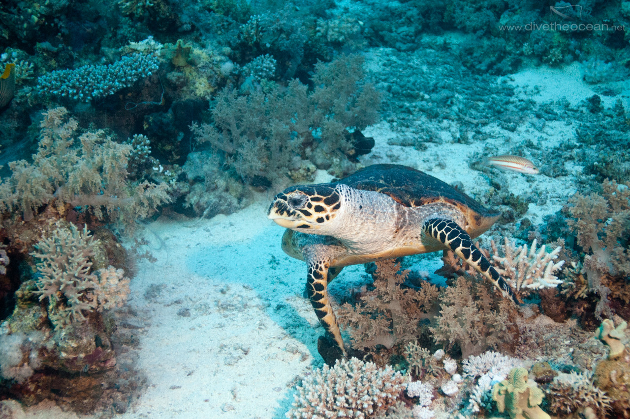Kareta pravá / Hawksbill sea turtle (Eretmochelys imbricata)
