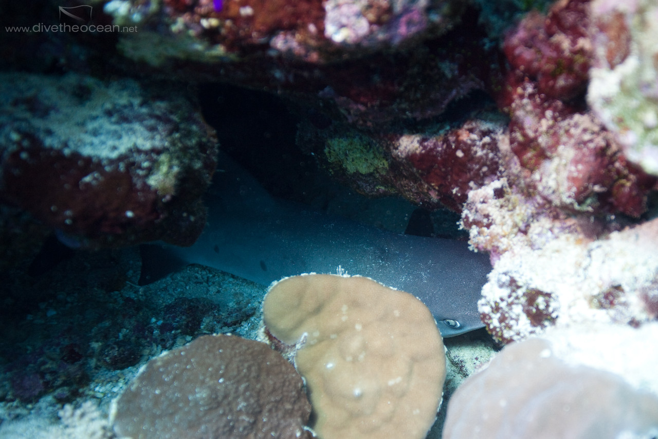 White tip reef shark (Triaenodon obesus)