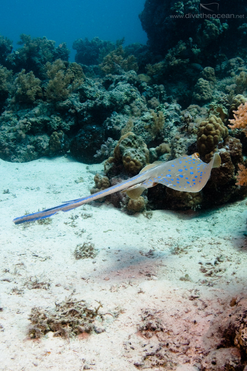 Bluespotted stingray (Taeniura lymma) in action