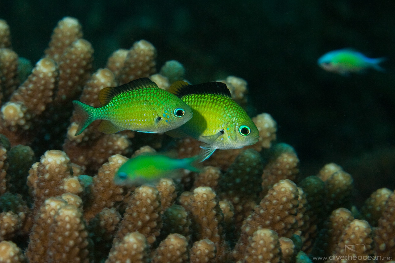 Bluegreen puller (Chromis viridis)