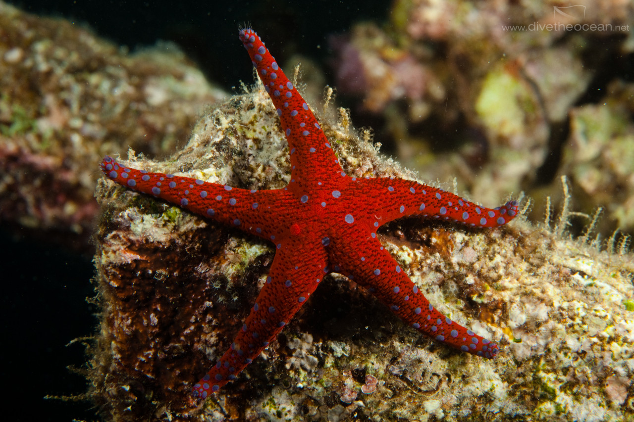 Ghardaqa sea star (Fromia ghardaqa)