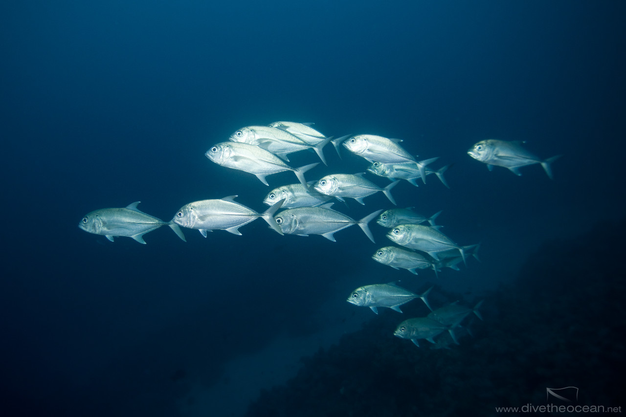 Bigeye trevally (Caranx sexfascinatus)