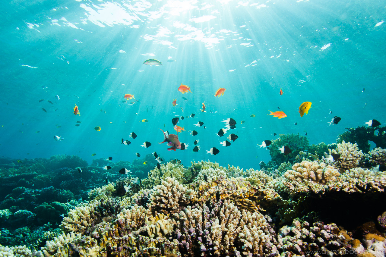 Sun Rays & Coral Garden