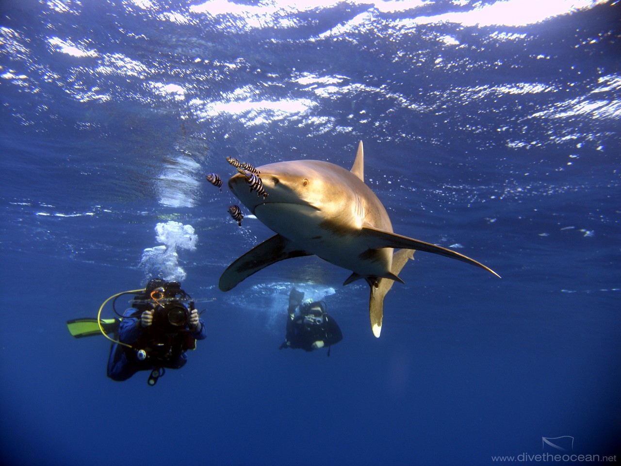 Oceanic white tip shark (Carcharhinus longimanus)