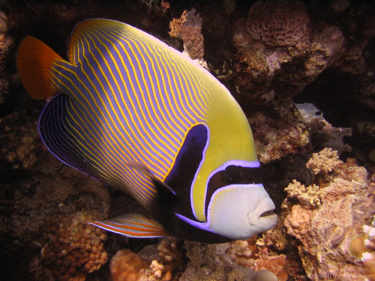 Emperor angelfish (Pomacanthus imperator)