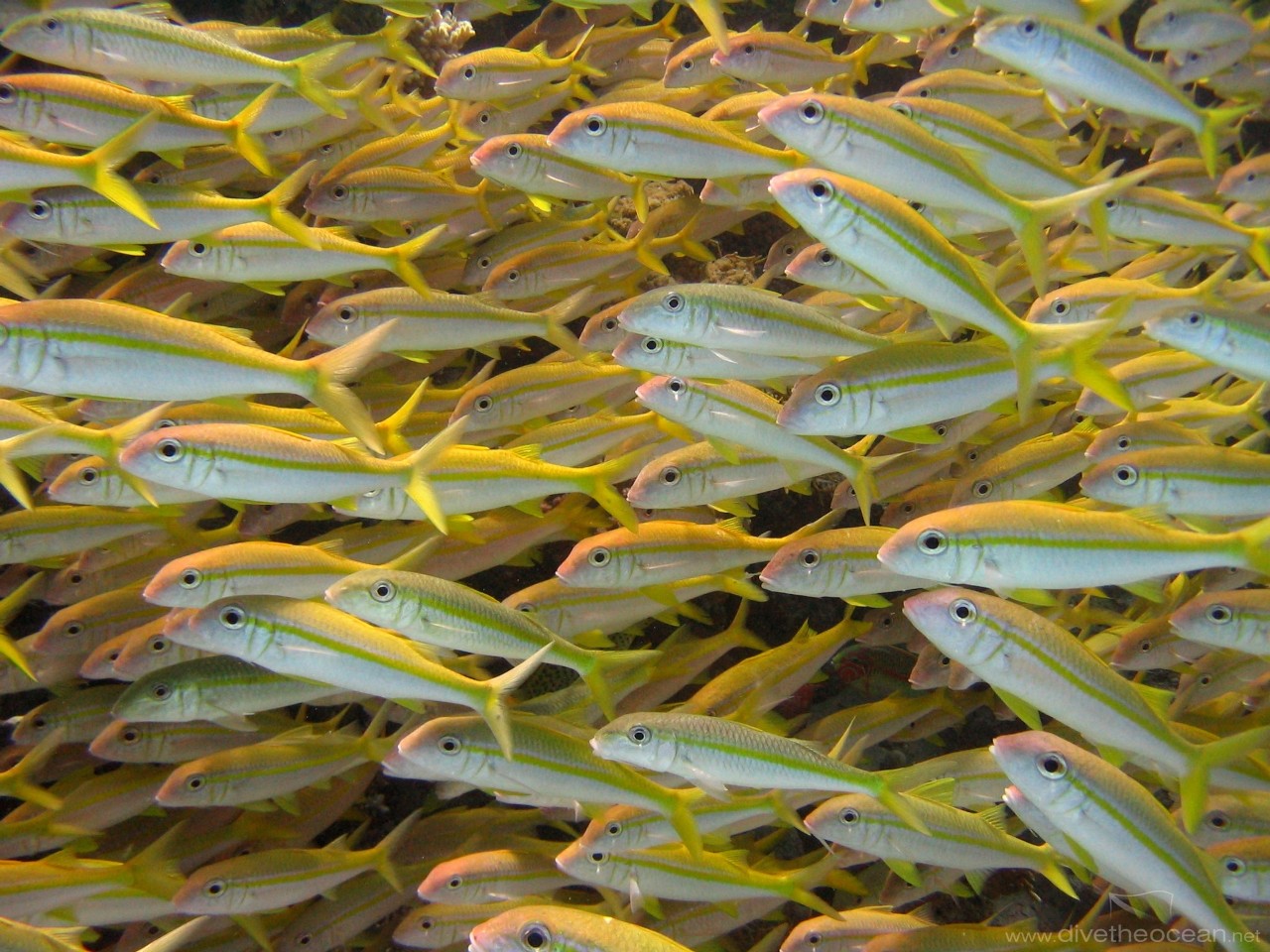 Yellowfin goatfish (Mulloides vanicolensis)