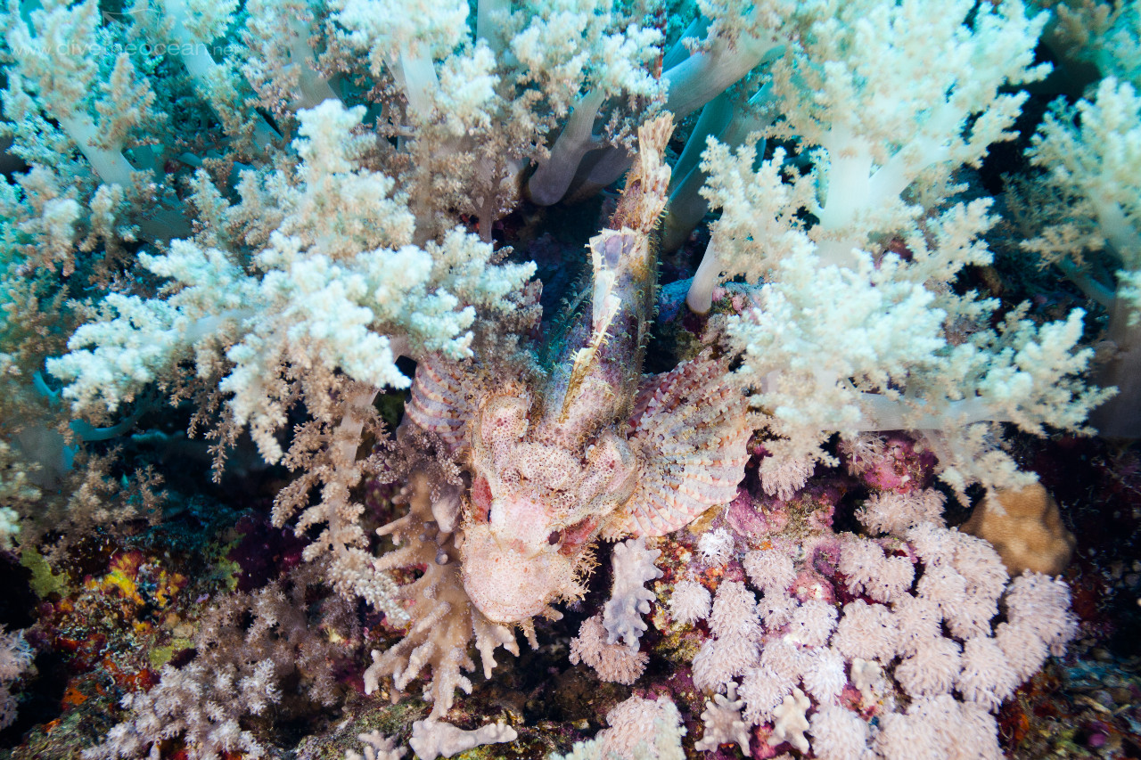 Flathead Scorpionfish