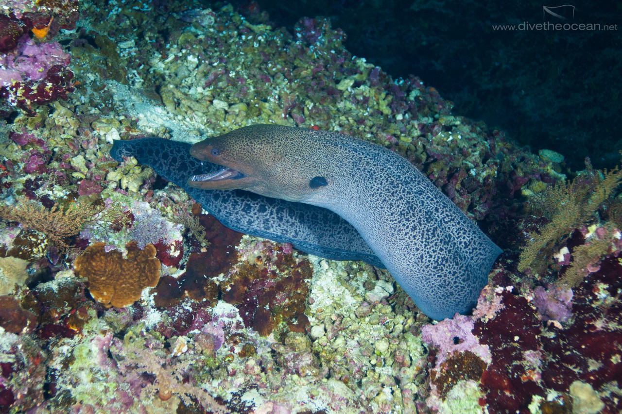 Giant moray