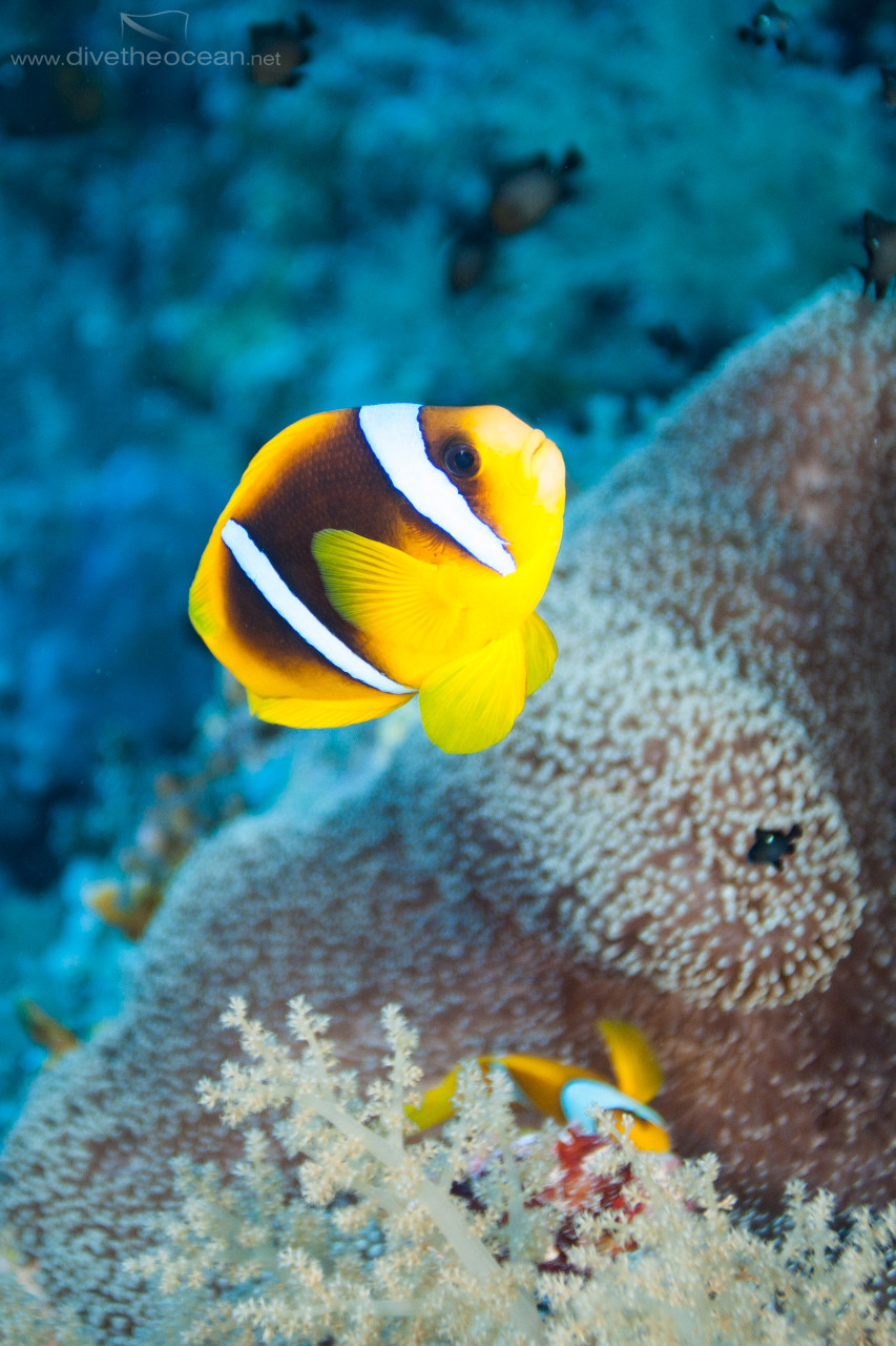 Anemonefish