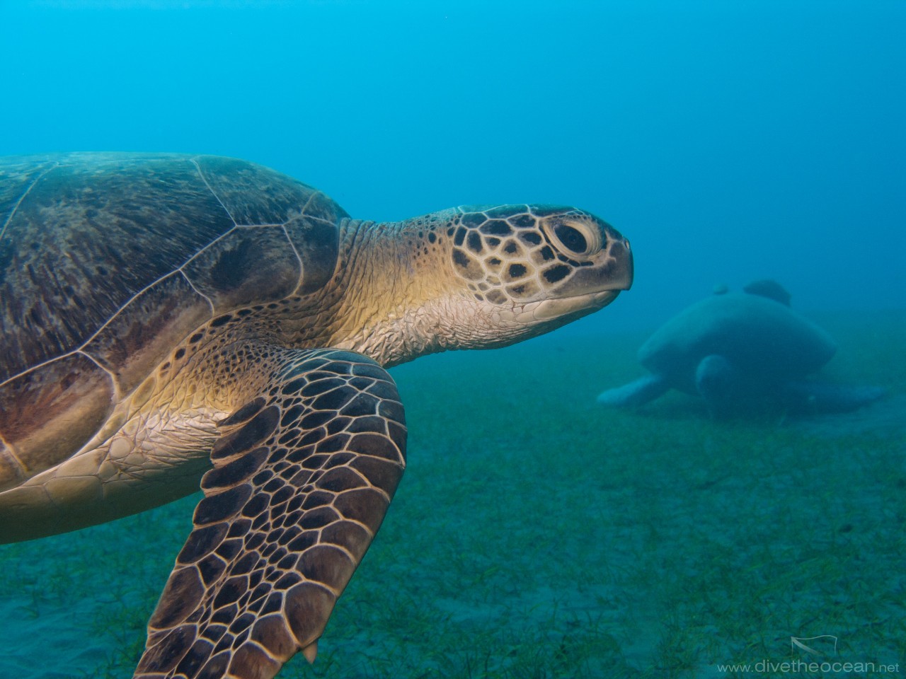 Green Turtle (Chelonia mydas)